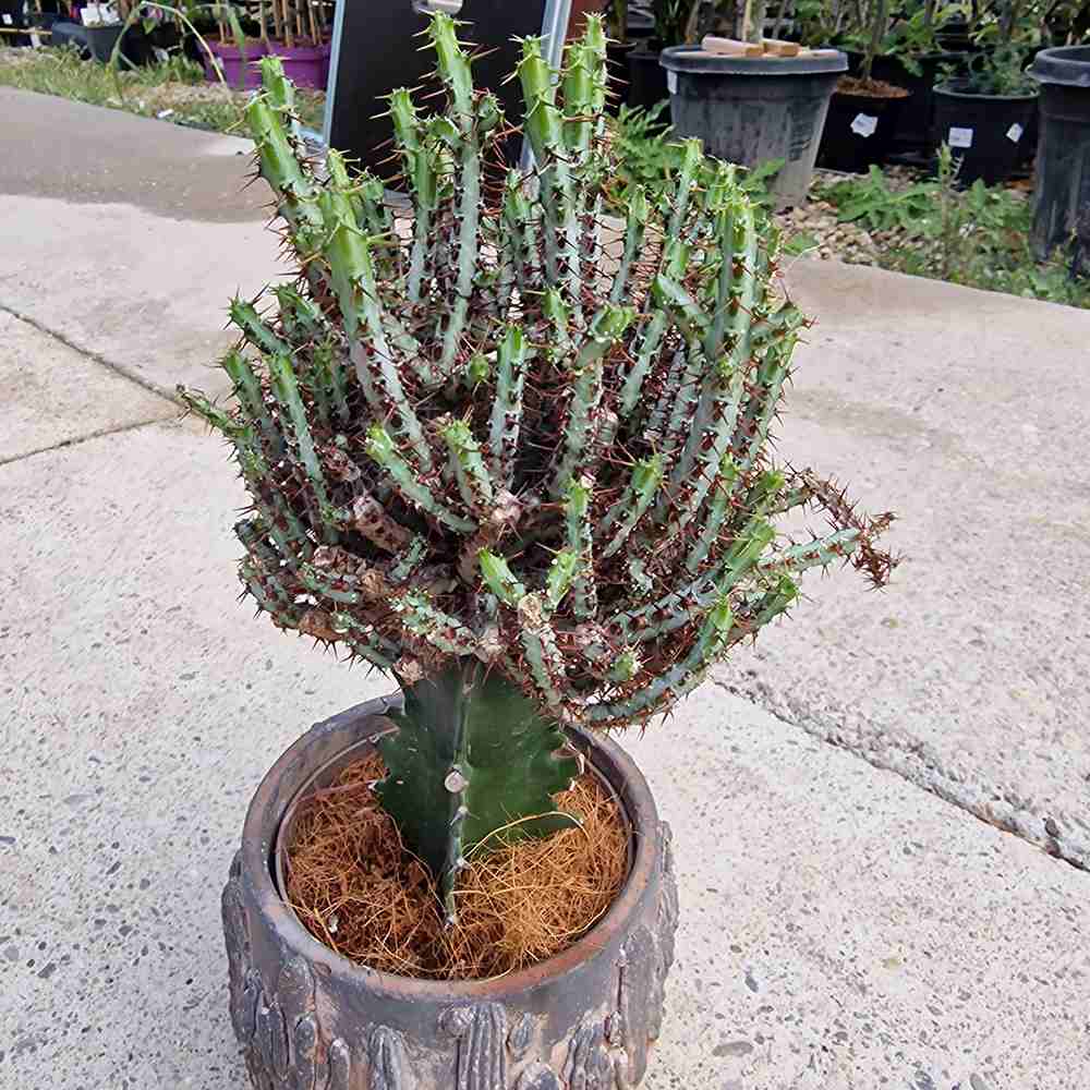 Cactusul Pix Castle Frankenstein, 40-45 cm, Euphorbia Aeruginose, un cactus grefat spectaculos si unic