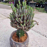 Cactusul Pix Castle Frankenstein, 40-45 cm, Euphorbia Aeruginose, un cactus grefat spectaculos si unic