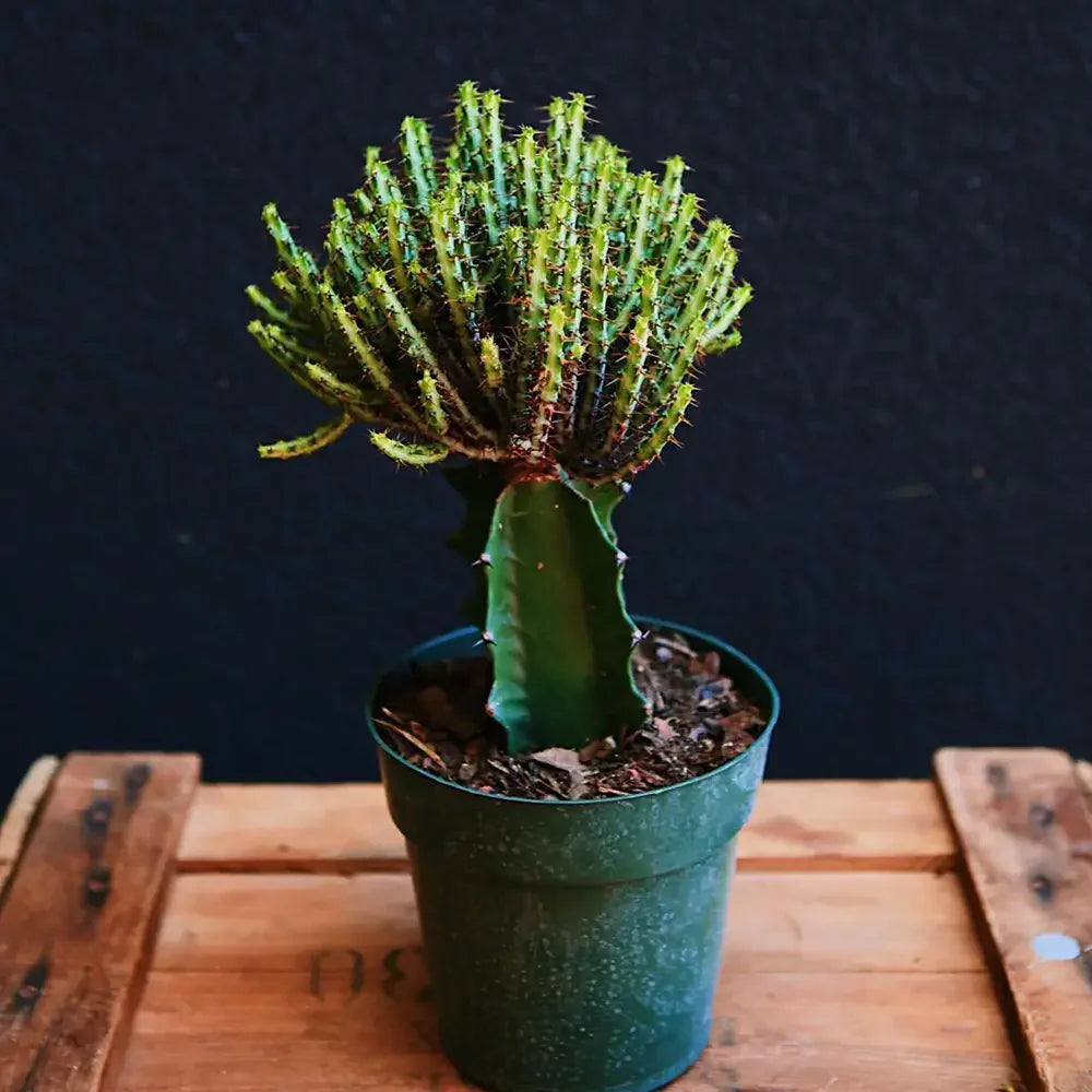 Cactusul Pix Castle Frankenstein, 40-45 cm, Euphorbia Aeruginose, un cactus grefat spectaculos si unic