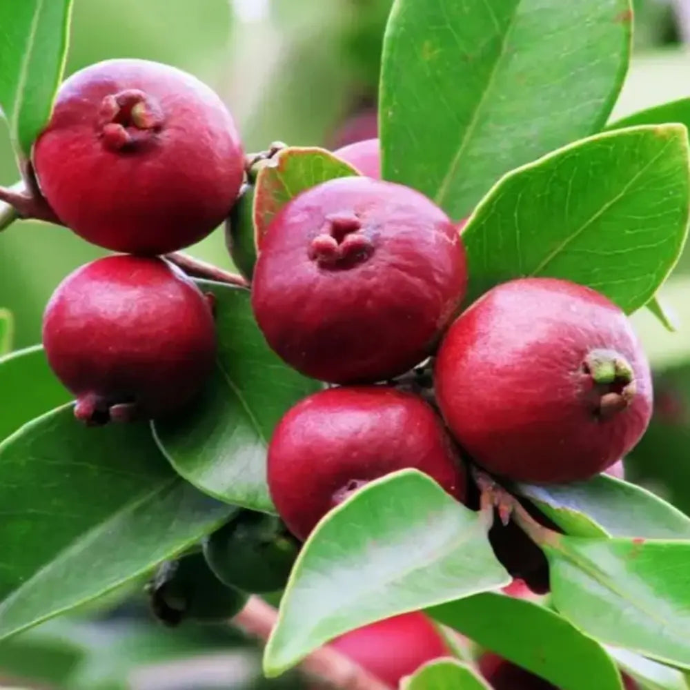 Guava Capsuna (Psidium cattleianum)