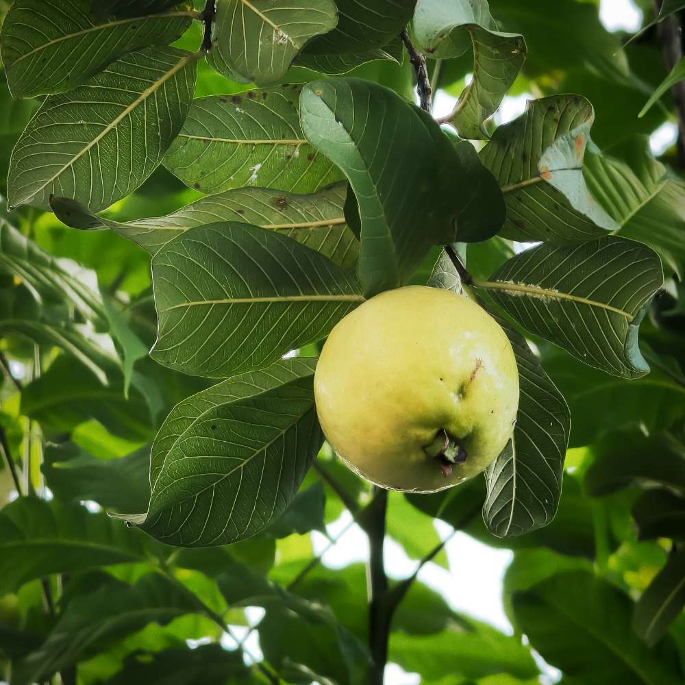 Citrom guava (Psidium guajava) – trópusi gyümölcsfa édes-savanykás aromás termésekkel