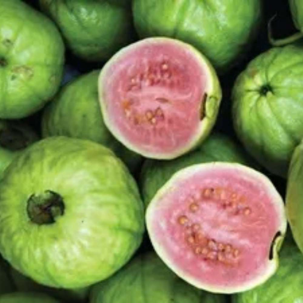 Cattley guava (Psidium cattleyanum) – illatos, édes-savanykás trópusi gyümölcscserje