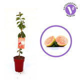 Cattley guava (Psidium cattleyanum) – illatos, édes-savanykás trópusi gyümölcscserje
