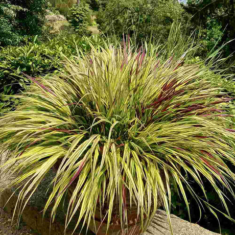 Iarba Japoneza Hakonechloa Sunflare, frunzis auriu cu margini rosii, pentru umbra, eleganta rara