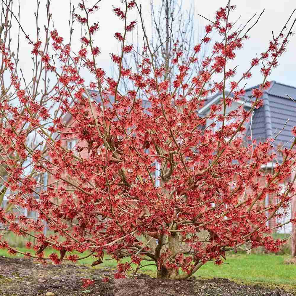 Varázsmogyoró (Hamamelis × intermedia) Ruby Glow, díszcserje rubinvörös virágokkal, január–márciusi virágzással, fagytűrő