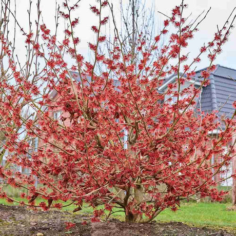 Varázsmogyoró (Hamamelis × intermedia) Ruby Glow, díszcserje rubinvörös virágokkal, január–márciusi virágzással, fagytűrő