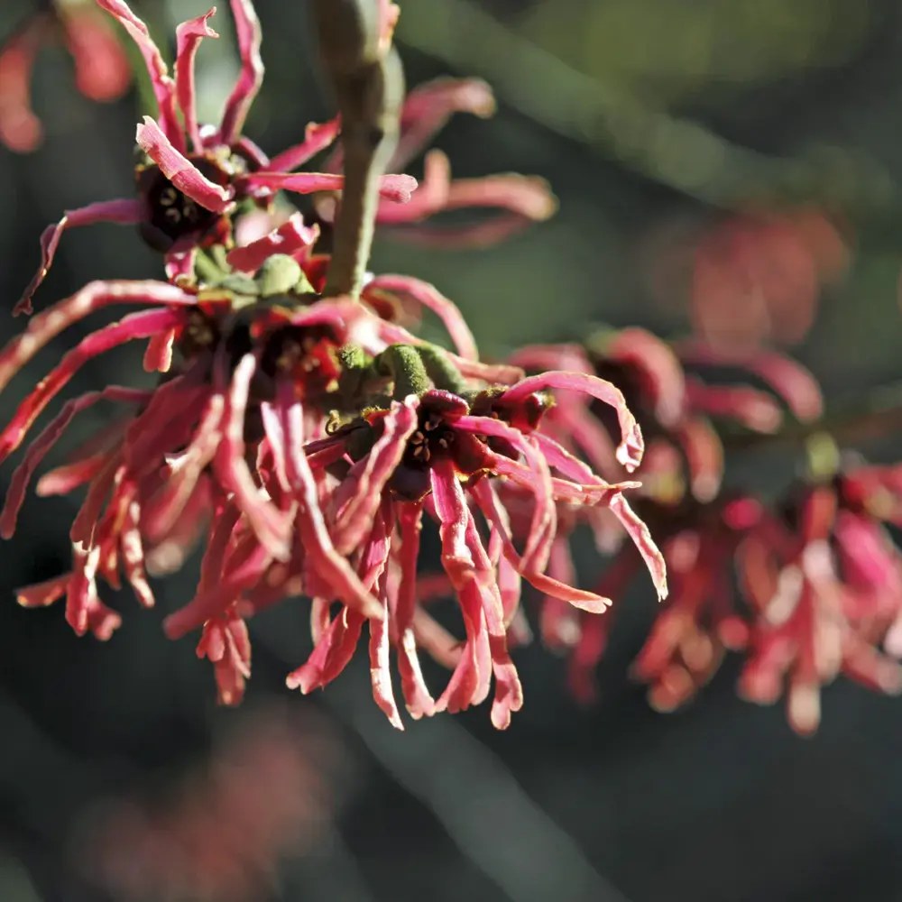 Varázsmogyoró (Hamamelis × intermedia) Diane, díszcserje illatos vöröses-rézszínű téli virágokkal, fagytűrő kertbe