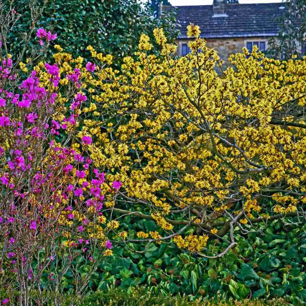 Varázsmogyoró (Hamamelis × intermedia) Pallida, díszcserje illatos halványsárga téli virágokkal, fagytűrő