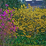 Varázsmogyoró (Hamamelis × intermedia) Pallida, díszcserje illatos halványsárga téli virágokkal, fagytűrő