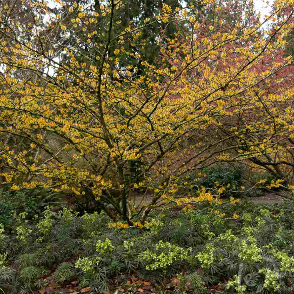 Varázsmogyoró (Hamamelis × intermedia) Pallida, díszcserje illatos halványsárga téli virágokkal, fagytűrő