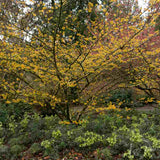 Varázsmogyoró (Hamamelis × intermedia) Pallida, díszcserje illatos halványsárga téli virágokkal, fagytűrő