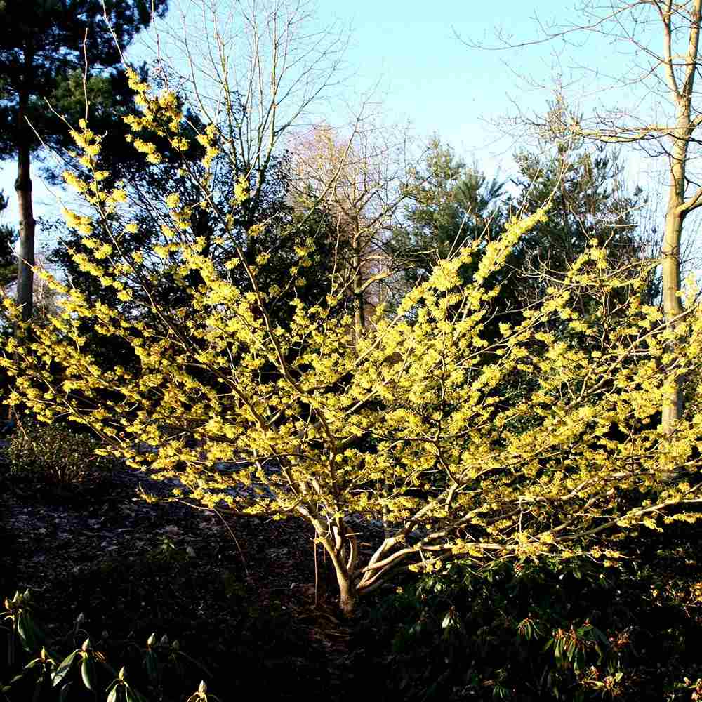 Varázsmogyoró (Hamamelis × intermedia) Pallida, díszcserje illatos halványsárga téli virágokkal, fagytűrő