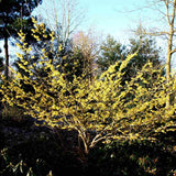 Varázsmogyoró (Hamamelis × intermedia) Pallida, díszcserje illatos halványsárga téli virágokkal, fagytűrő