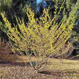 Varázsmogyoró (Hamamelis × intermedia) Pallida, díszcserje illatos halványsárga téli virágokkal, fagytűrő