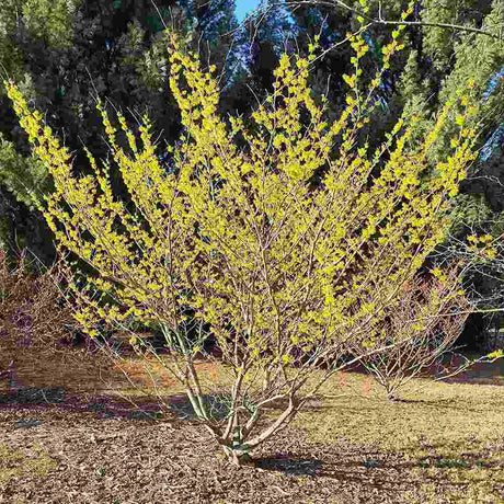 Varázsmogyoró (Hamamelis × intermedia) Pallida, díszcserje illatos halványsárga téli virágokkal, fagytűrő