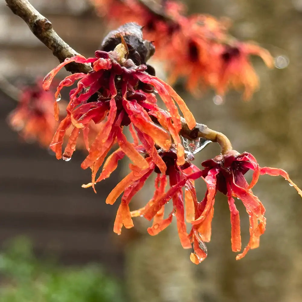 Varázsmogyoró (Hamamelis × intermedia) Diane, díszcserje illatos vöröses-rézszínű téli virágokkal, fagytűrő kertbe
