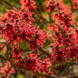 Varázsmogyoró (Hamamelis × intermedia) Diane, díszcserje illatos vöröses-rézszínű téli virágokkal, fagytűrő kertbe