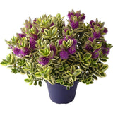 Hebe Andersonii Variegata Classica, arbust decorativ pitic cu flori mov-roz, frunzis tricolor, ideal pentru borduri si ghivece, rezistenta ridicata la frig si seceta
