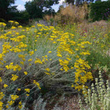 Imortela - Planta de Curry (Helichrysum italicum), planta aromatica cu flori galbene, frunze argintii parfum intens, rezistenta la seceta