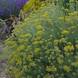 Imortela - Planta de Curry (Helichrysum italicum), planta aromatica cu flori galbene, frunze argintii parfum intens, rezistenta la seceta
