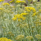 Imortela - Planta de Curry (Helichrysum italicum), planta aromatica cu flori galbene, frunze argintii parfum intens, rezistenta la seceta