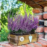 Lavanda de toamna (Calluna), iarba neagra Erica mov, planta de toamna rezistenta, vesnic verde