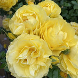 Trandafir Floribunda galben Here comes the Sun, cu inflorire repetata si premiat
