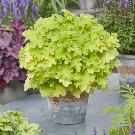 Clopotel purpuriu verde-lime (Heuchera) Lime Marmalade, acoperitor de sol