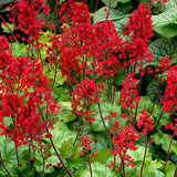 Clopotel purpuriu burgundiu (Heuchera) Mint Marquess, acoperitor de sol, planta perena cu frunze verzi ornamentale si flori rosii