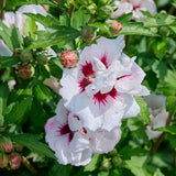 Hibiscus syriacus Speciosus, arbust cu flori albe cu inima rosie, rezistent frig si inflorire lunga