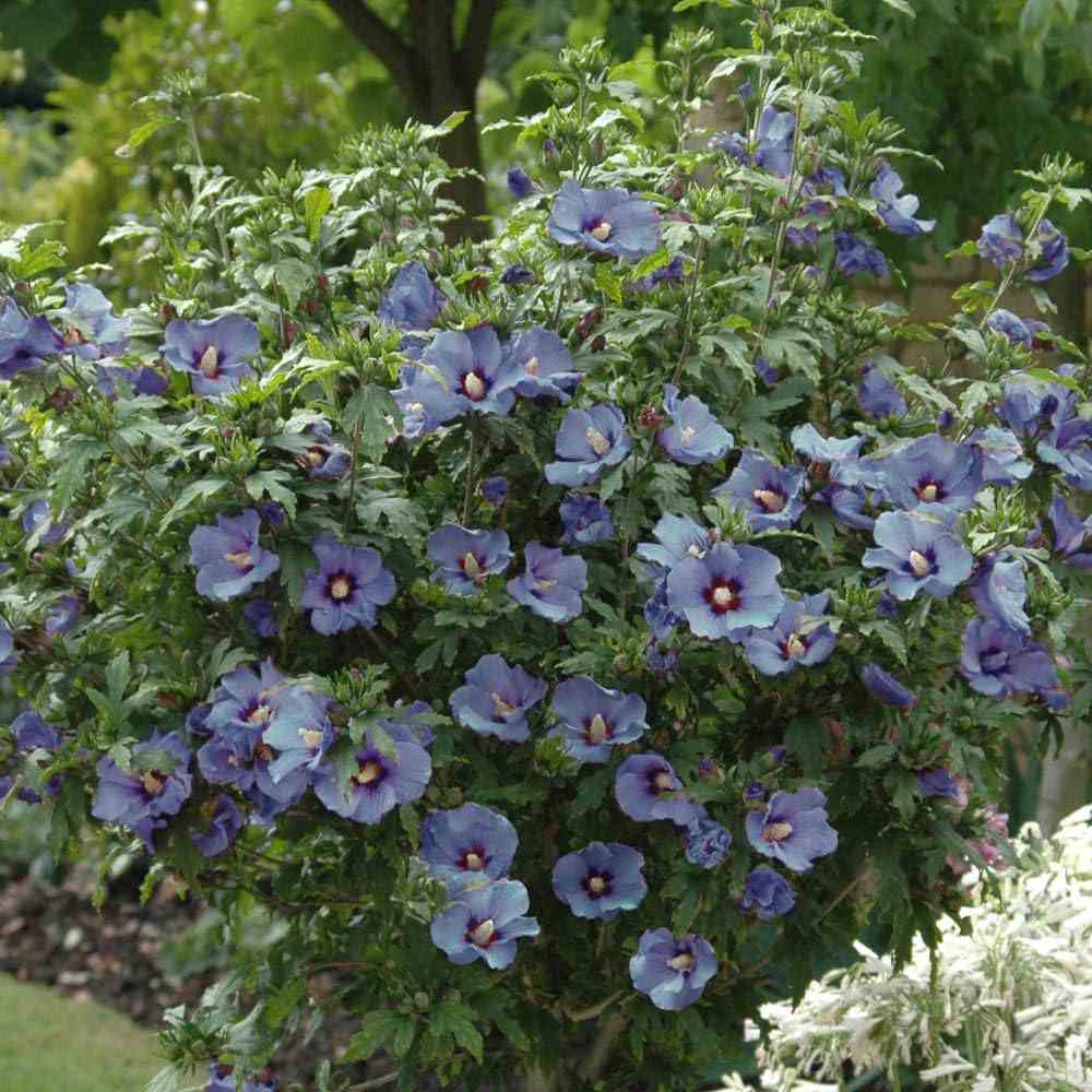 Hibiscus syriacus Marina, arbust decorativ cu flori albastre- lavanda, rezistent frig