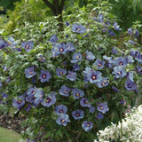 Hibiscus syriacus Marina, arbust decorativ cu flori albastre- lavanda, rezistent frig