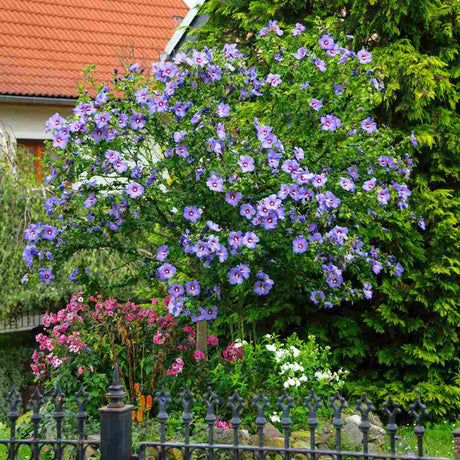 Hibiscus syriacus Marina, arbust decorativ cu flori albastre- lavanda, rezistent frig
