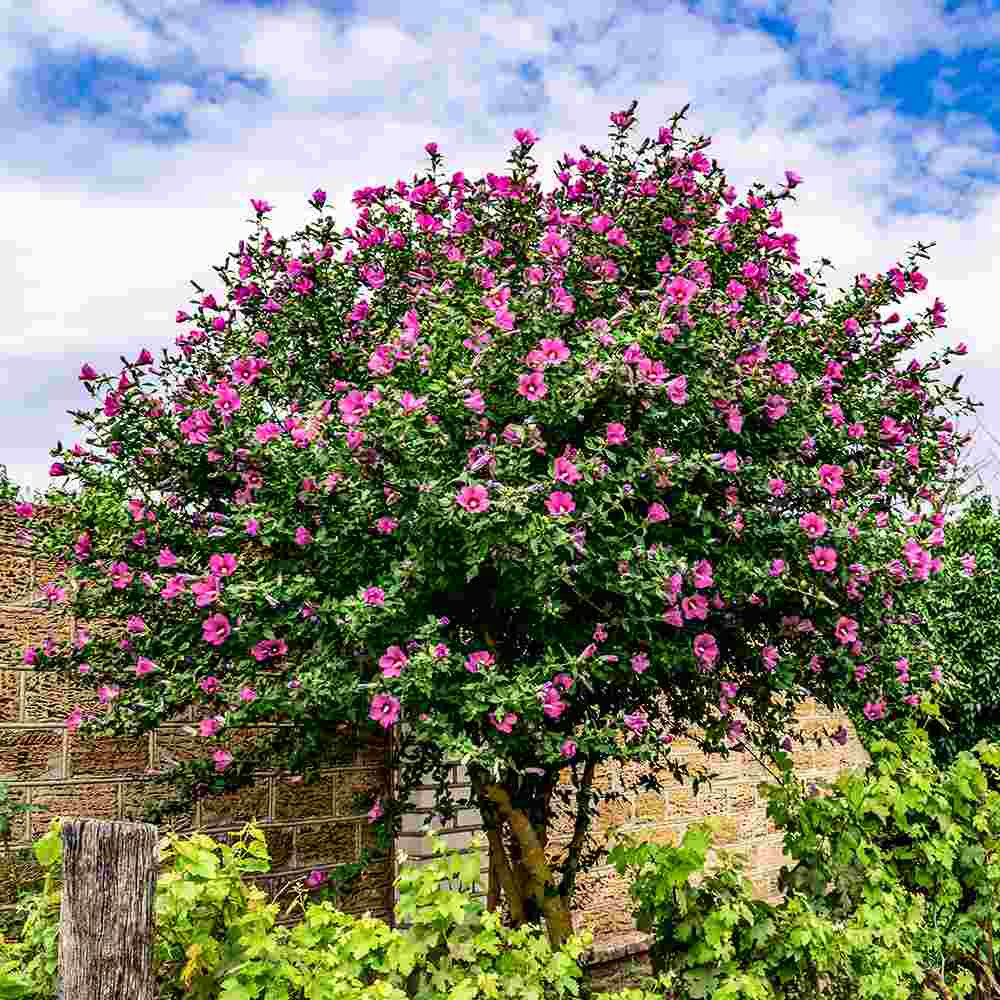 Hibiscus Woodbridge, arbust cu flori roz intens rezistent la frig si inflorire vara