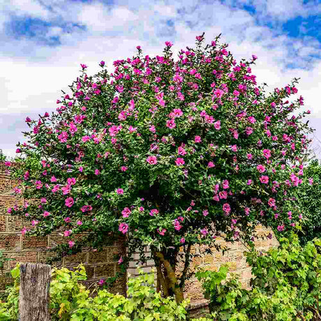 Hibiscus Woodbridge, arbust cu flori roz intens rezistent la frig si inflorire vara