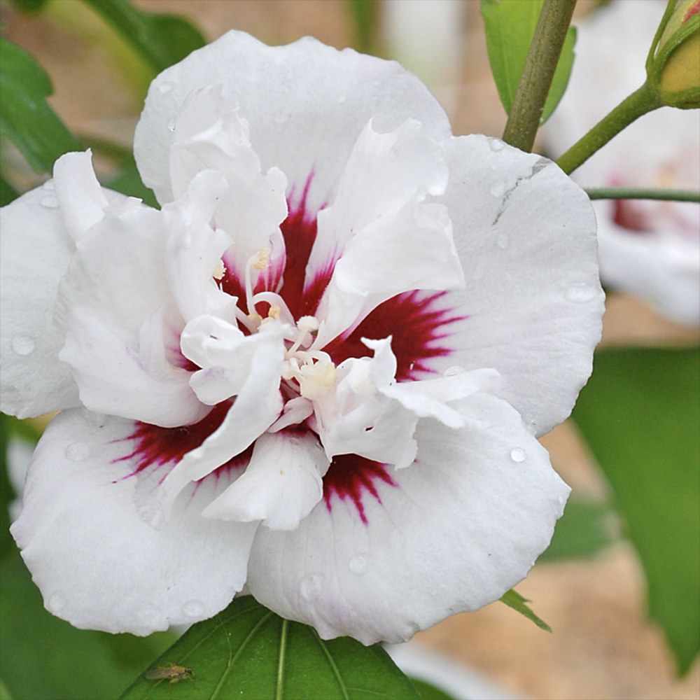 Hibiscus syriacus Speciosus, arbust cu flori albe cu inima rosie, rezistent frig si inflorire lunga