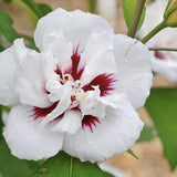 Hibiscus syriacus Speciosus, arbust cu flori albe cu inima rosie, rezistent frig si inflorire lunga