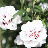 Hibiscus syriacus Speciosus, arbust cu flori albe cu inima rosie, rezistent frig si inflorire lunga