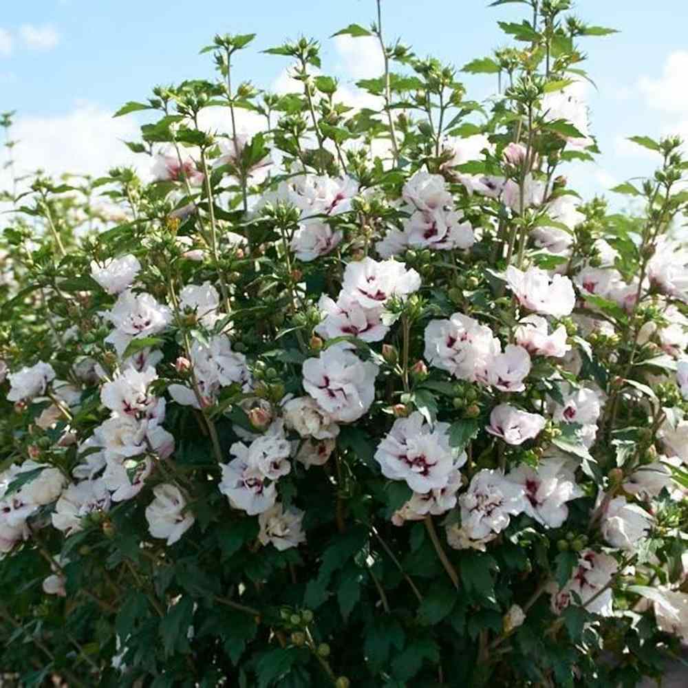 Hibiscus syriacus Speciosus, arbust cu flori albe cu inima rosie, rezistent frig si inflorire lunga