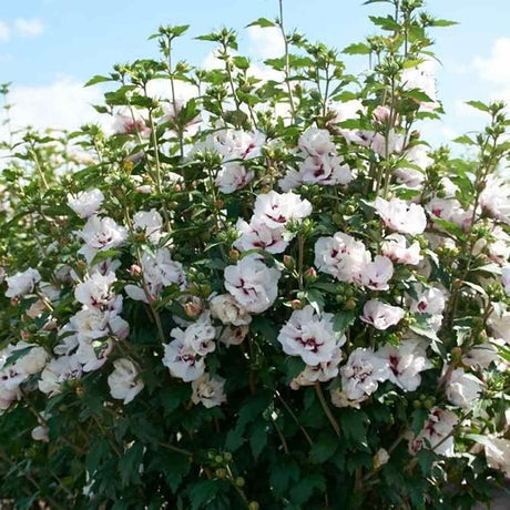 Hibiscus syriacus Speciosus, arbust cu flori albe cu inima rosie, rezistent frig si inflorire lunga
