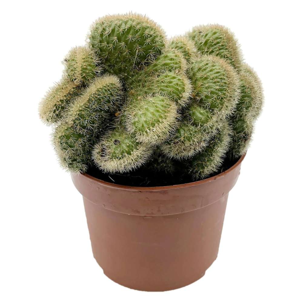 Cactus Coada de Maimuta Crestata (Hildewintera Aureispina Cristata), 20 cm, planta de interior decorativa, forma unica
