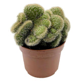 Cactus Coada de Maimuta Crestata (Hildewintera Aureispina Cristata), 20 cm, planta de interior decorativa, forma unica