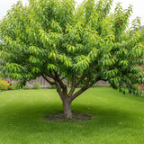 Törpe nektarin Prunus persica 'Nucipersica' – kompakt gyümölcsfa erkélyre és kiskertbe