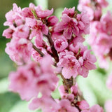 Törpe nektarin Prunus persica 'Nucipersica' – kompakt gyümölcsfa erkélyre és kiskertbe