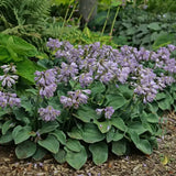 Crin de Toamna (Hosta) Blue Cadet, planta perena cu frunze albastre si flori mov