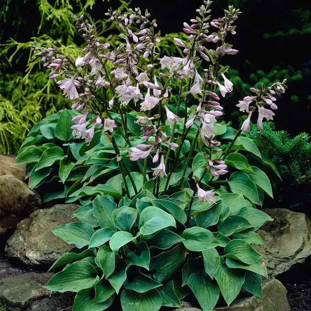 Crin de Toamna (Hosta) Blue Cadet, planta perena cu frunze albastre si flori mov
