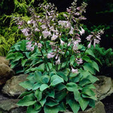 Crin de Toamna (Hosta) Blue Cadet, planta perena cu frunze albastre si flori mov