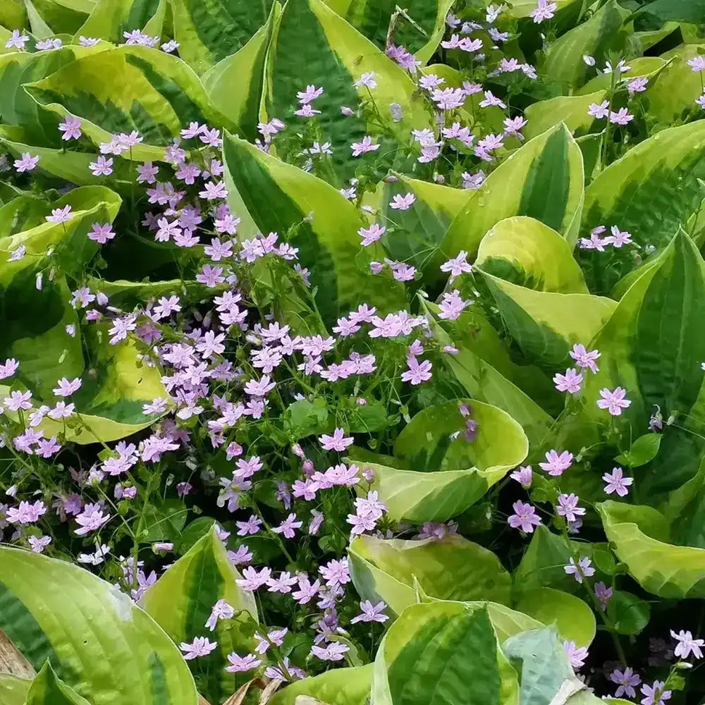 Crin de Toamna (Hosta) Twilight, planta perena decorativa frunze galben-verzui umbra gradina