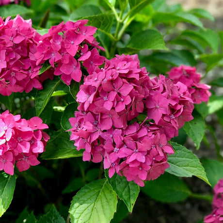 Hortensia de Gradina Pia, arbust compact cu flori roz decorative