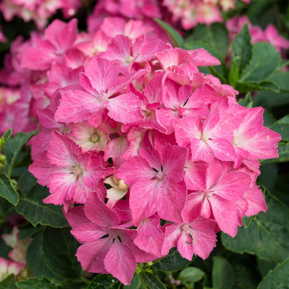 Hortensia de Gradina Pia, arbust compact cu flori roz decorative
